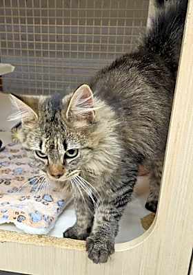 Photo of Austin - at Petco Germantown #image