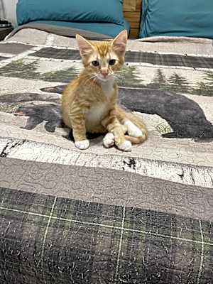 Photo of Staubach #image