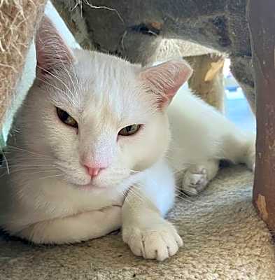 Photo of Yeti #image
