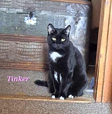 Photo of Tinker #image