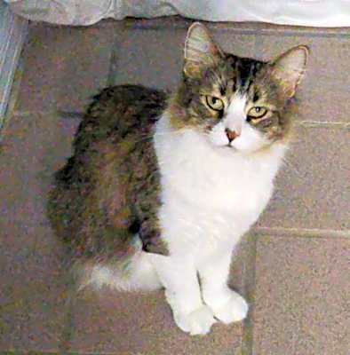 Photo of Priscilla  FIV+ aka- MamaCat #image