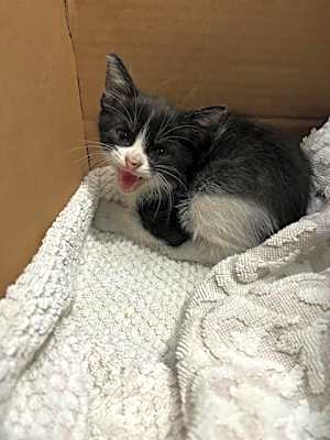 Photo of BUCKY #image