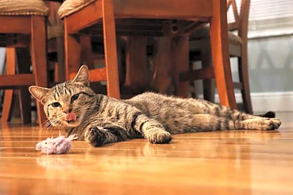 Photo of THADDEUS #image