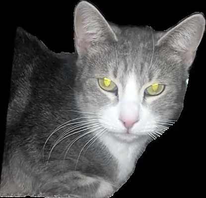 Photo of Luna #image