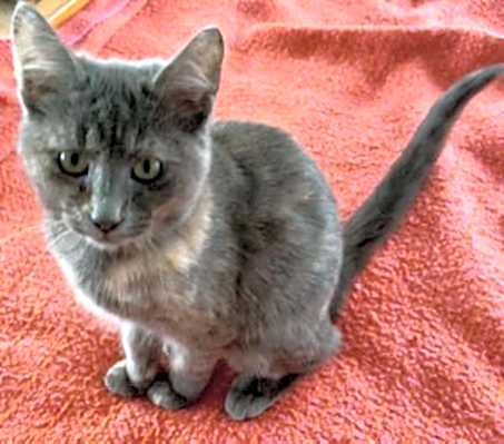 Photo of Lila #image