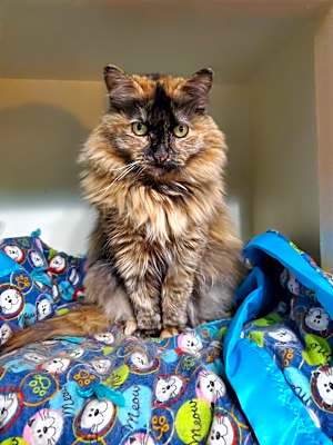 Photo of Peaches #image