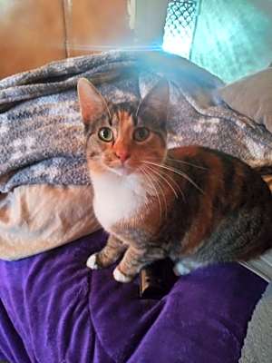 Photo of Firestone #image
