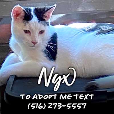 Photo of Nyx #image