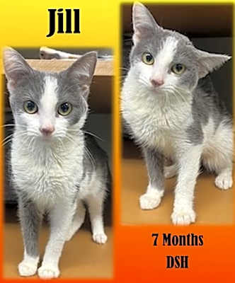 Photo of Jill #image