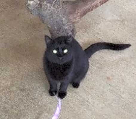 Photo of Calypso #image