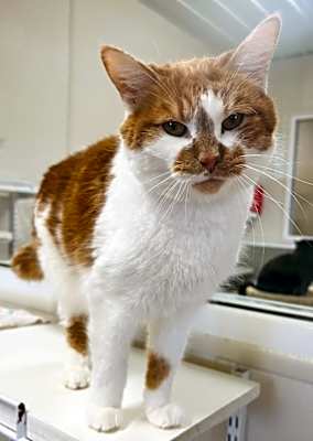 Photo of Twinkie #image