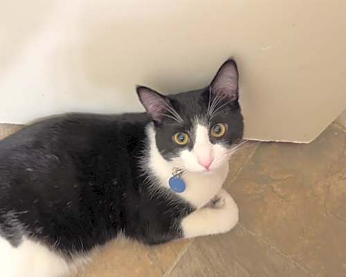 Photo of Teko #image