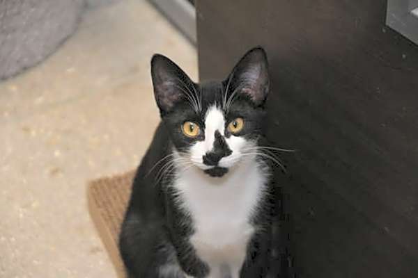 Photo of Ralph #image
