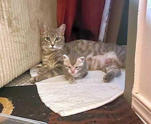 Photo of Momma Mia #image