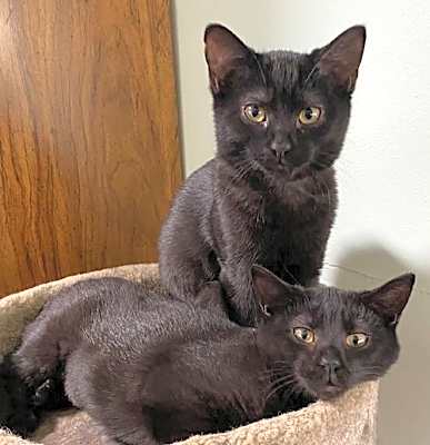 Photo of Agatha and Rio #image