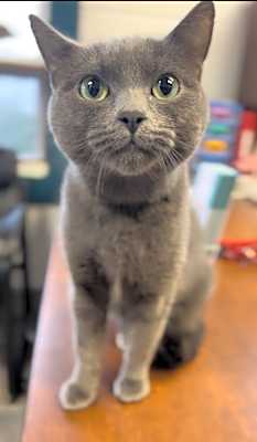 Photo of Squeak #image