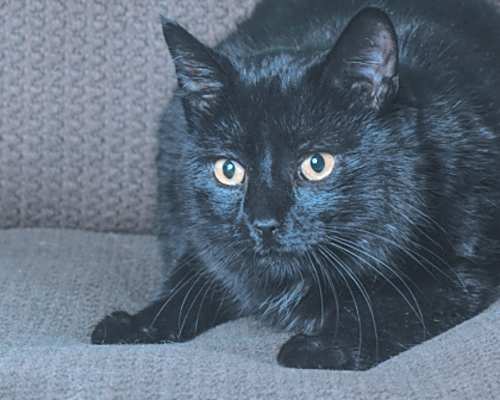 Photo of Booger #image