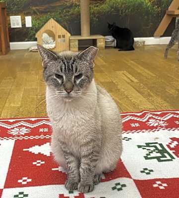Photo of Otis #image