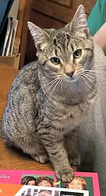 Photo of Ellery #image
