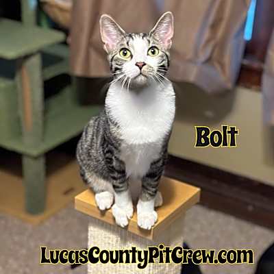 Photo of Bolt #image