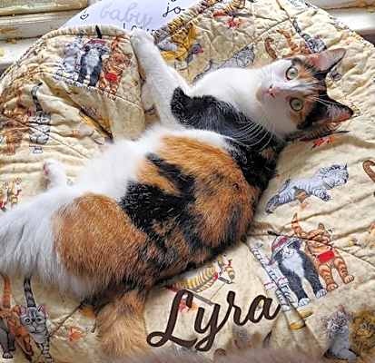 Photo of Lyra #precious-purr-baby #image