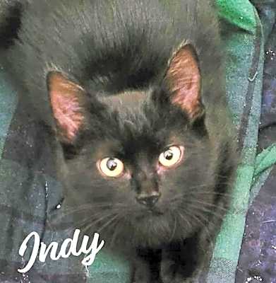 Photo of Indy #copper-penny-eyes #image