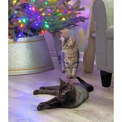 Photo of Kiwi and Mango #image