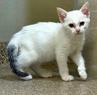 Photo of Willow #image