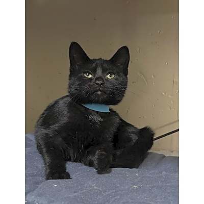 Photo of Nova #image