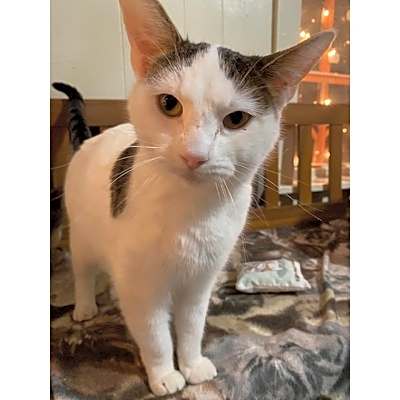 Photo of Minette #image