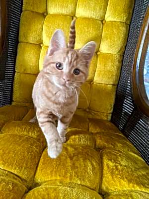 Photo of Copernicus - Adopted #image