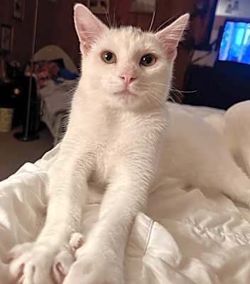 Photo of Draco #image
