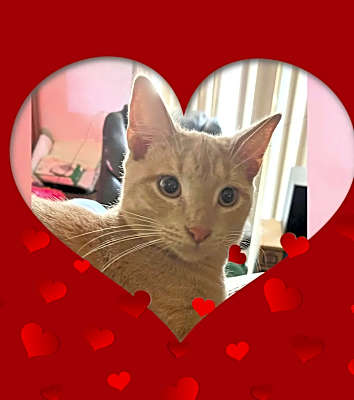 Photo of Dudley #image