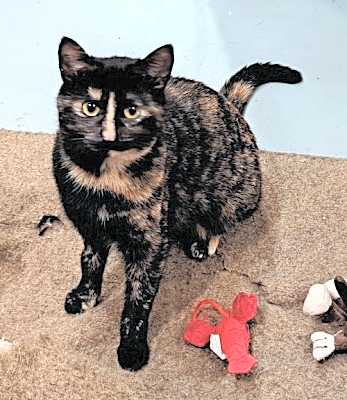 Photo of Hobbee #image