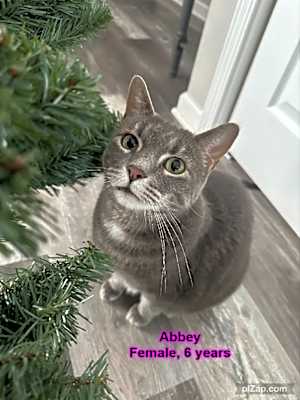 Photo of Abbey - Chonky Chonk #image