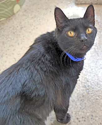Photo of Fatboy (Bonded to Rudy)(in fos #image