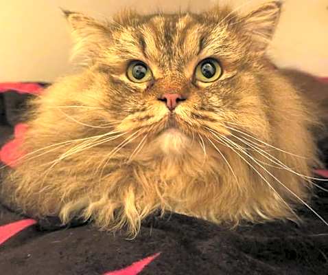 Photo of Tricki Woo #image