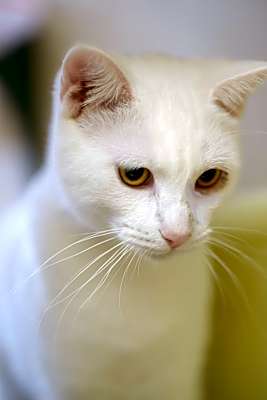 Photo of Cotton #image