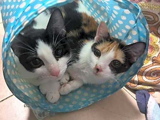 Photo of Coco and Zizi #image