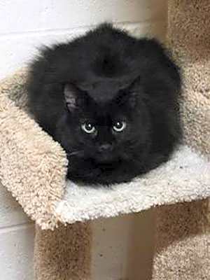 Photo of Kitty Bang Bang #image
