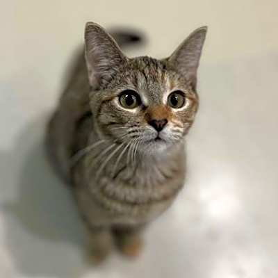 Photo of Katniss #image