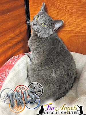 Photo of Tris #image
