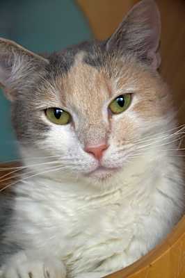 Photo of Athena #image