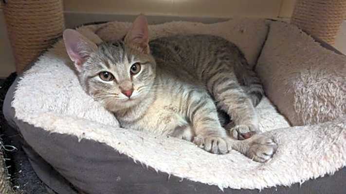 Photo of Bolo #image