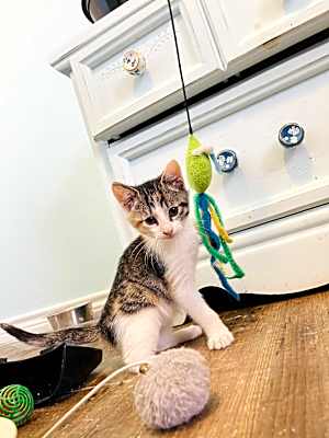 Photo of Cleo #image