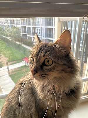 Photo of Luna #image
