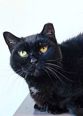 Photo of Meowser #image