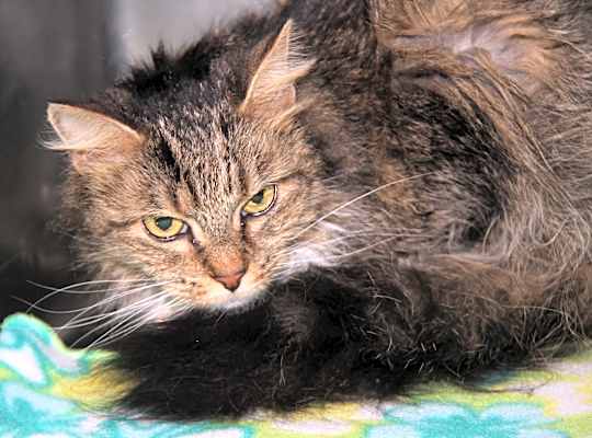 Photo of Sophie Mae (Photos 1/4/2025) #image