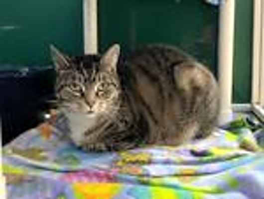 Photo of Neddy #image