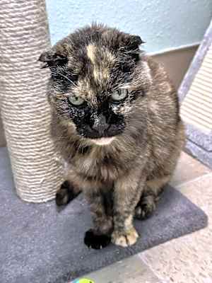 Photo of Chai #image